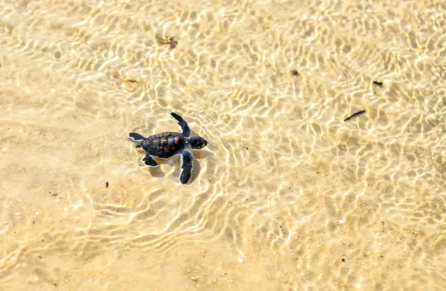 A turtle on a Mombasa beach