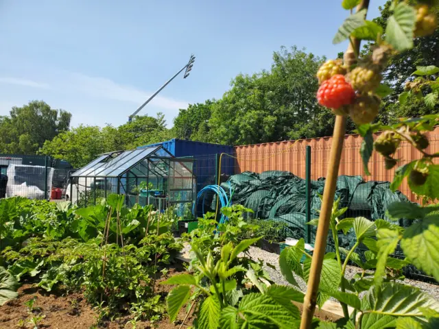 Edgbaston allotment