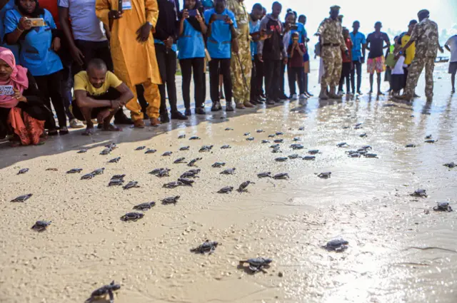 Turtles on a Mombasa beach