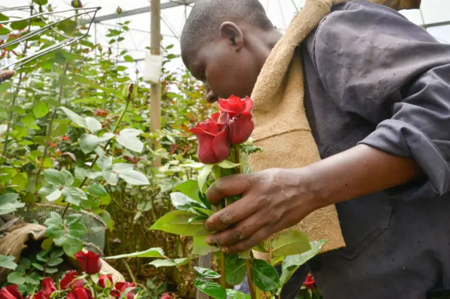 A man cuts roses at a flower farm.