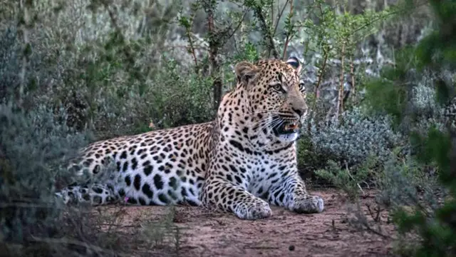 A leopard is seen at Shamwari game reserve outside Gqeberha in South Africa - April 2023