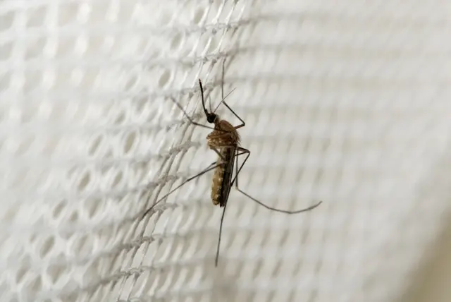 A mosquito