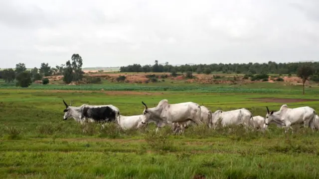 Cattle owned by Fulani herdsmen in Plateau state, Nigeria - 2018