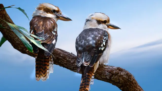 Kookaburras sit in an old gumtree