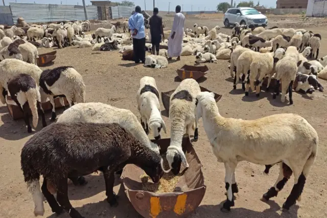 Sheep eat at a livestock market in Sudan's eastern Gedaref region ahead of the Muslim feast of Eid al-Adha on 27 June 2023
