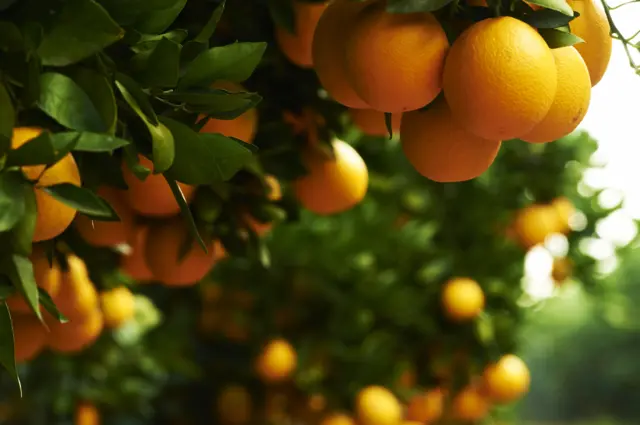 Oranges from South Africa