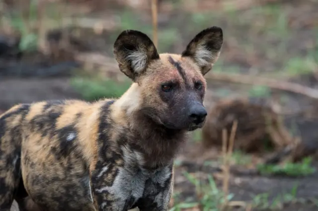 A painted dog in Botswana