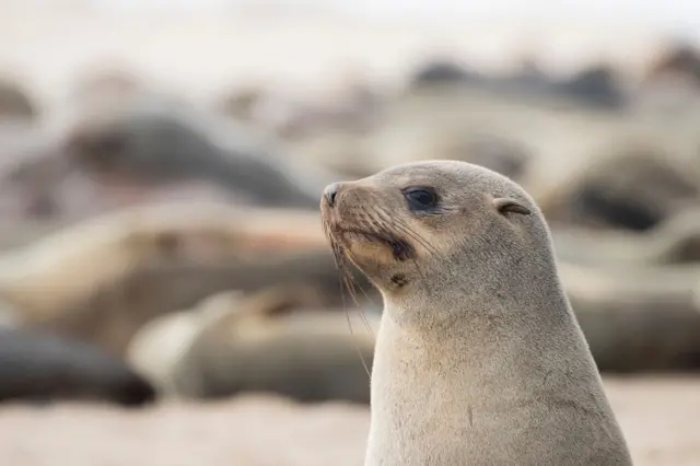 A seal in Namibia.
