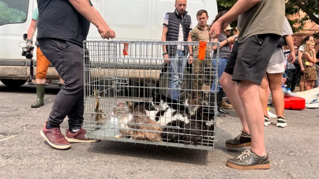 Two people carry a cage with cats