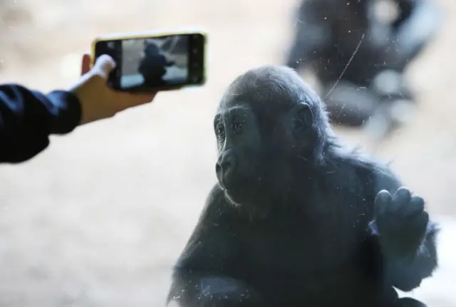 Toronto Zoo