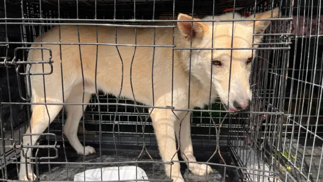 A dog in a cage