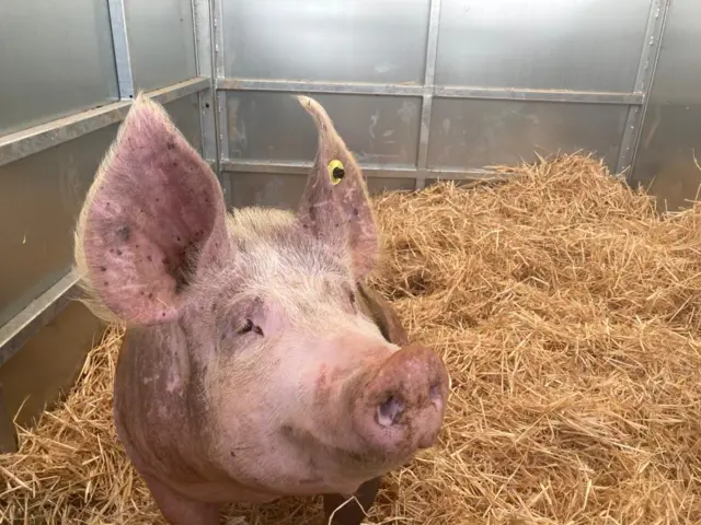 Pigs at the show