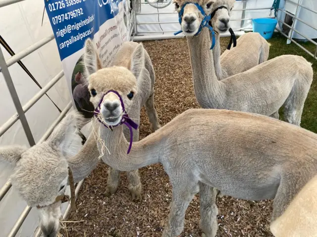 Alpacas at the show