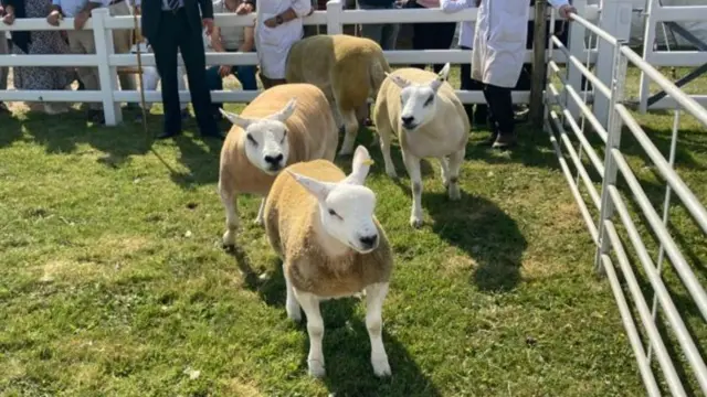 Sheep at the show