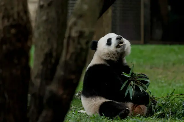 Panda at Smithsonian National Zoo