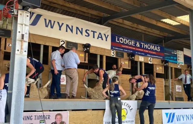 Sheep shearing demo