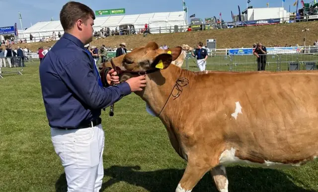 Judging of in calf heifer