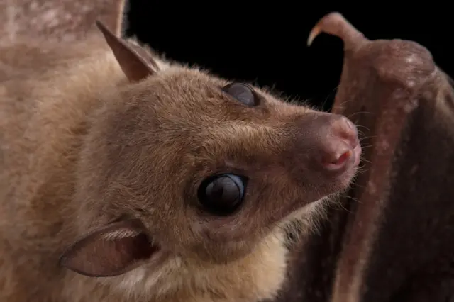 Close-up Egyptian fruit bat or rousette