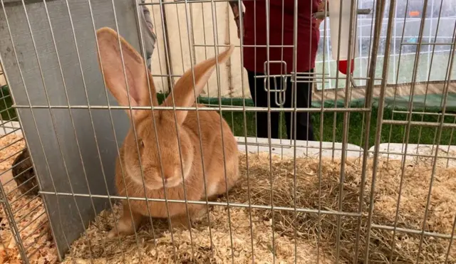 Continental giant rabbit