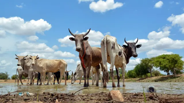 Cows in Zuarungu, a town in the Upper East Region, Ghana