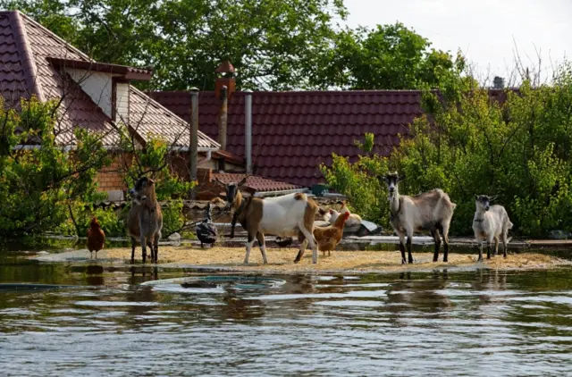 Livestock gather on the high spot of a flooded street, following the collapse of the Nova Kakhovka dam