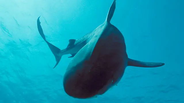 Tiger shark in the Red Sea