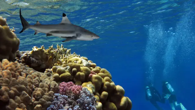 A shark and scuba divers in the Red Sea off Egypt