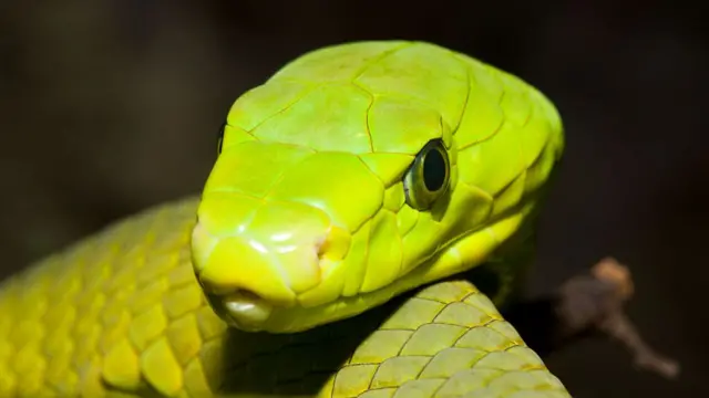 An Eastern Green Mamba.