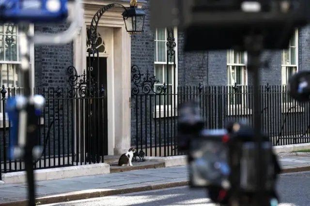 Cat at Downing St