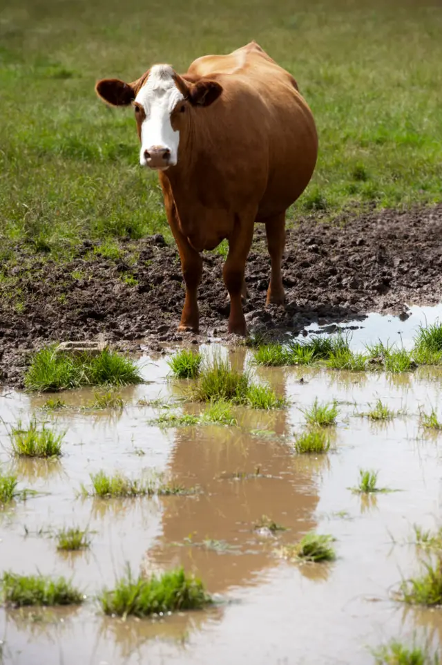 A cow stands next to a muddy pool of water in a field.