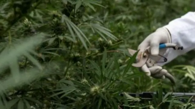 A cannabis grower in Africa