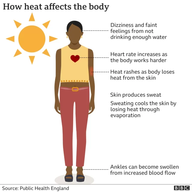 An illustration of how heat impacts the body