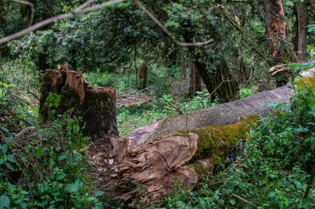 View of an indigenous tree felled by illegal loggers in Kenya