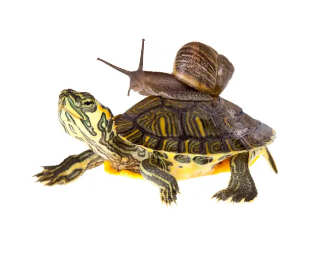 A snail on top of a tortoise