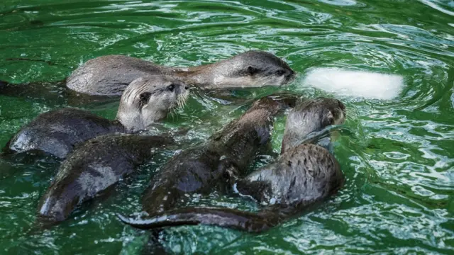 A family of Otters swim around a block of ice to beat the heat at the Zoom Bioparc Zoo in Turin, Italy, 16 July 2023