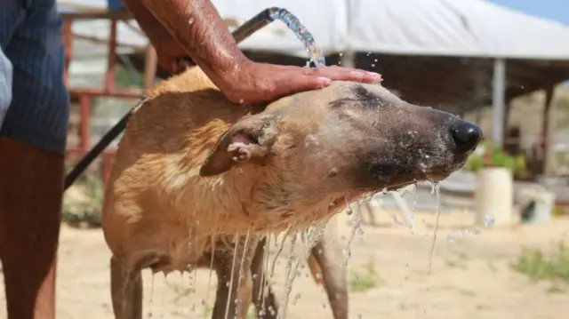 A Palestinian man cools off dogs with water at the "Solala animal centre" in Gaza City. Palestinian volunteers at the "Solala animal centre" doused dogs with water amid a searing heatwave.