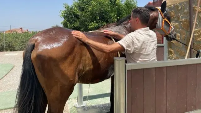 Horse being hosed down