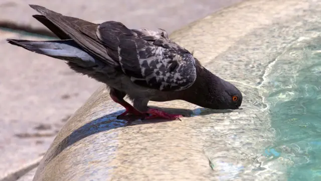 A pigeon refreshes itself at a fountain in Zagreb, Croatia, 17 July 2023. Croatia's Hydrometeorological Service issued a warning on high temperatures of up to 40 degrees Celsius in the following days. Heatwave in Croatia, Zagreb - 17 Jul 2023