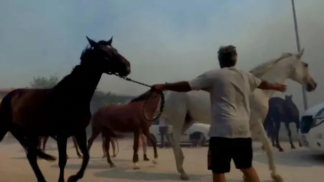 Horses being moved