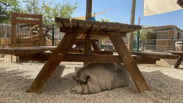 A potbellied pig takes refuge under a bench