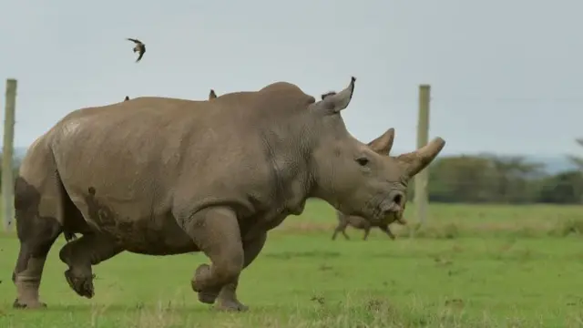 Fatu, one of the only two remaining female northern white rhino, runs in her paddock in Kenya - 2018