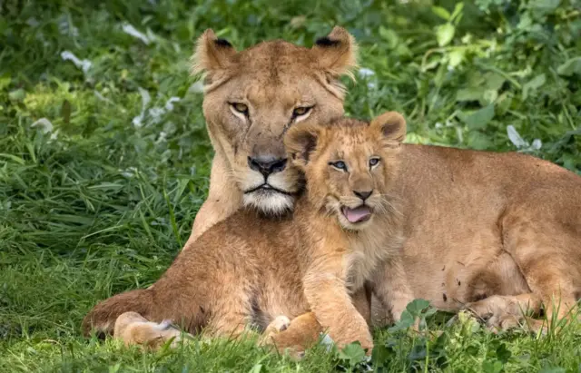 Barbary lions at Rabat Zoo, in February 2022.