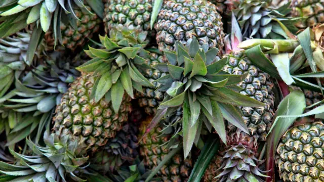 Pineapples in Kenya