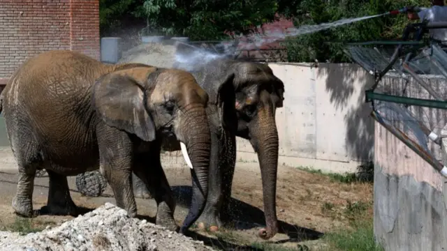 Elephants being hosed down in Skopje