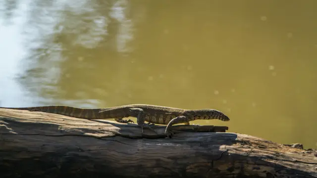 A Nile monitor in Kruger National park, South Africa