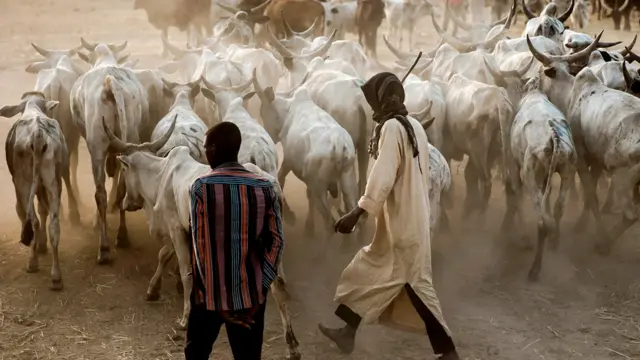 Cattle herders lead their cows in Ngurore, Adamawa state, Nigeria - 2019