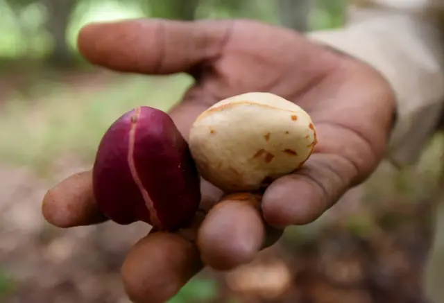 A worker holds kola nuts in his hand in Anyama near Abidjan, on July 31, 2019.