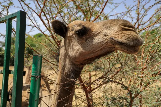 Camel in Sudan animal rescue