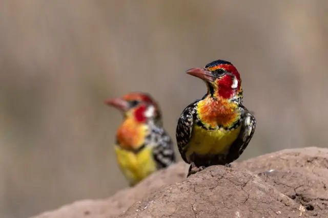 A red-and-yellow barbet, Trachyphonus erythrocephalus, on a termite mound. Voi, Tsavo Conservation Area, Kenya