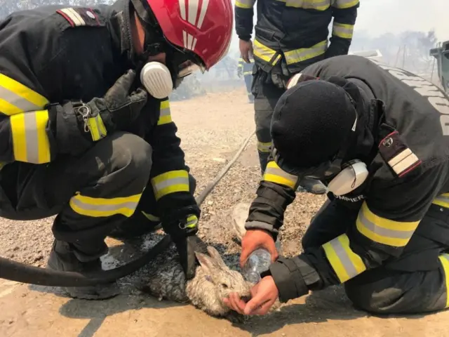 Romanian firefighters give water to a rabbit saved from a wildfire on Rhodes